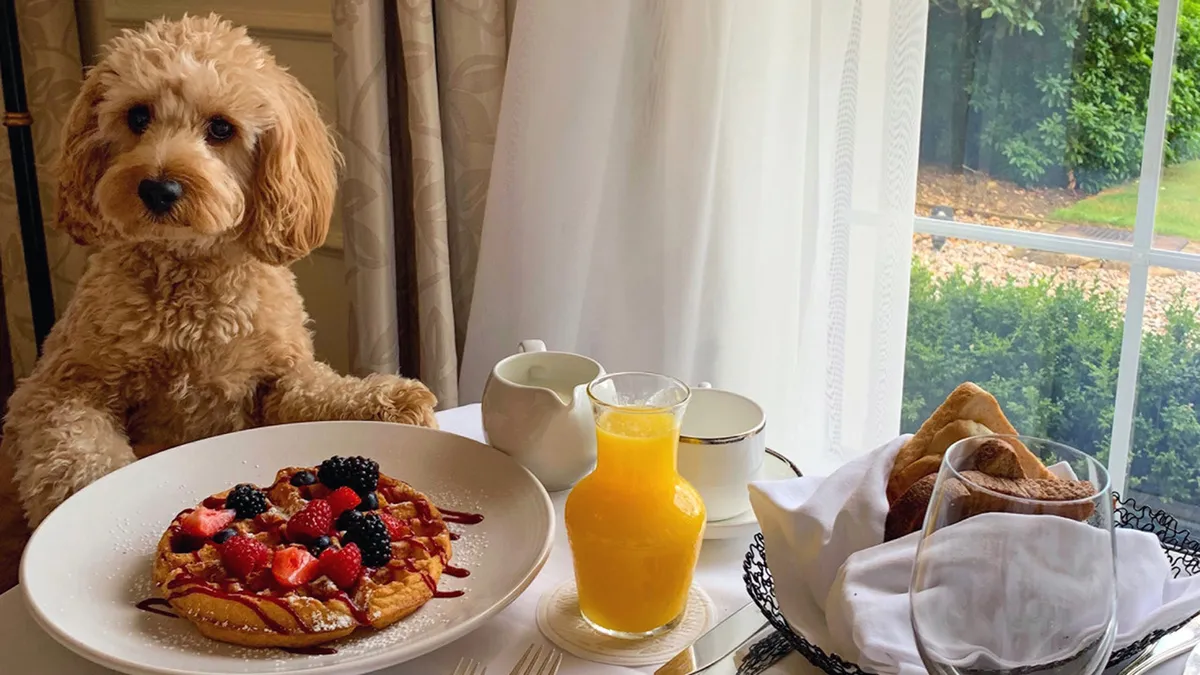 A cheerful breakfast scene in the kitchen, with fluffy pancakes topped with berries, a glass of fresh orange juice, and an adorable dog. The space feels bright, relaxed, and pet-friendly, suggesting casual mornings and shared family moments.